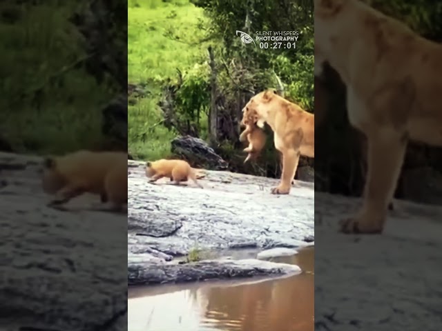 A Lioness Carrying Her Baby Who Had Difficulty Getting Down From The Roots Of A Tree