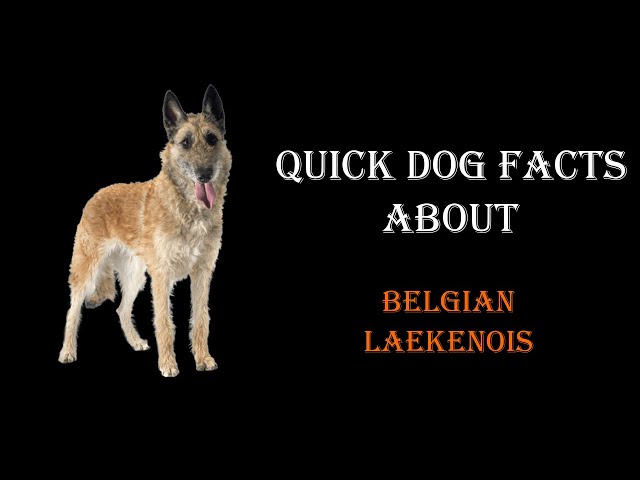 Quick Dog Facts About The Belgian Laekenois!