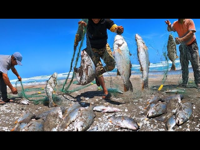 Pescador Afortunado Pesca Grandes Corvinas con Red - Pescando con mi Papá