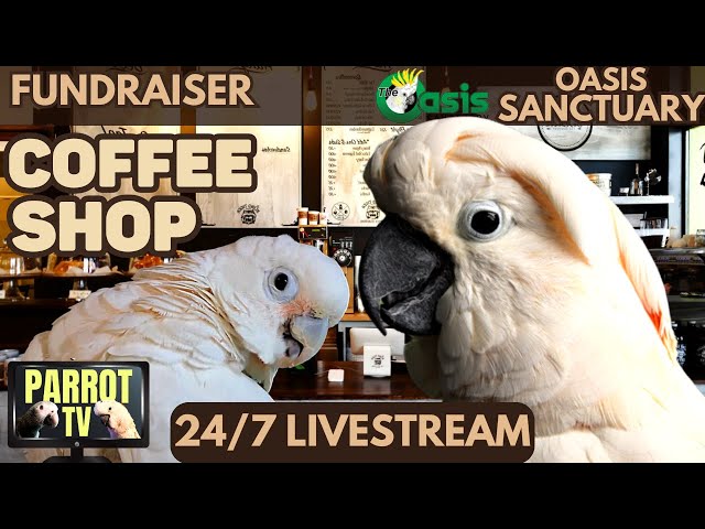 Coffee Shop Birbs | Happy Jazzy Cafe Vibes w/Cozy Nature Sounds for Birds | Parrot TV for Birds☕🦜❤️