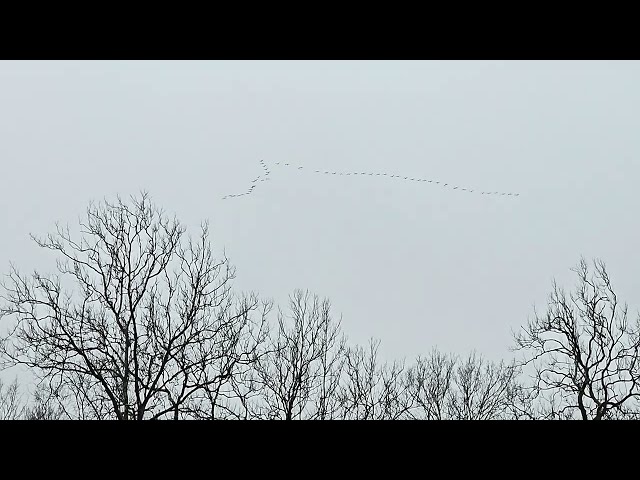 MATING BETWEEN GIGI AND MALE ABOVE THE NEST WHILE ANOTHER FLOCK OF SANDHILL CRANES FLIES OVER.