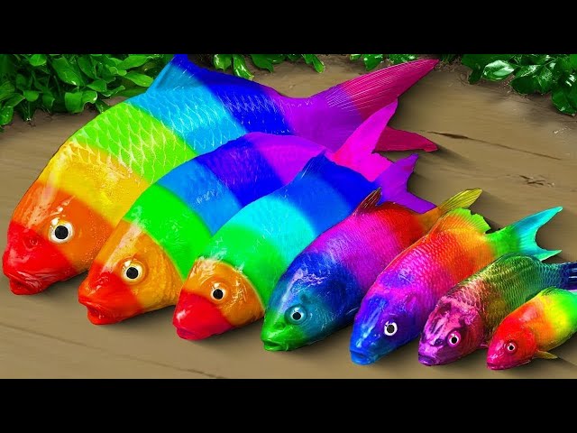 Menemukan ikan hias warna-warni, Ikan lele pelangi, ikan cupang - RAINBOW CARP ASMR Funny