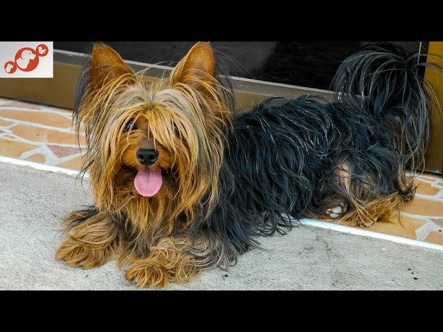 🐕 The Yorkshire Terrier Dog – All About Yorkshire Terrier Dogs!