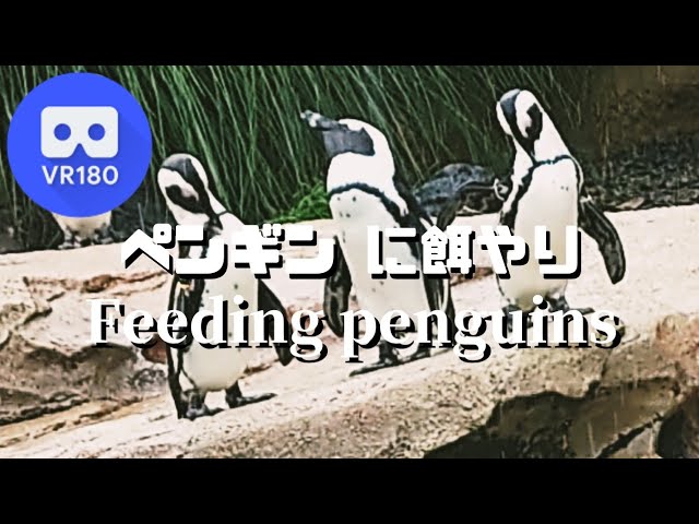 VR180   Feeding penguins (African Penguin) ペンギン へ餌やり