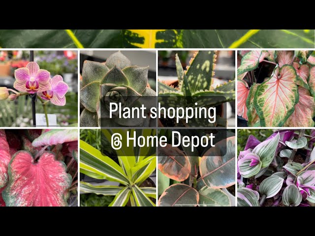 Plant Shopping @ Home Depot (peperomia,ficus,palms,vegetables, succulents & cactus) big box plants