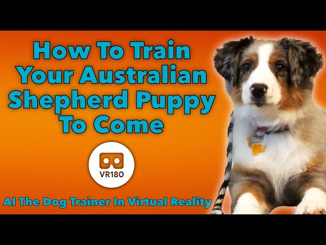 How to Train Your Australian Shepherd Puppy to Come! In VR180!