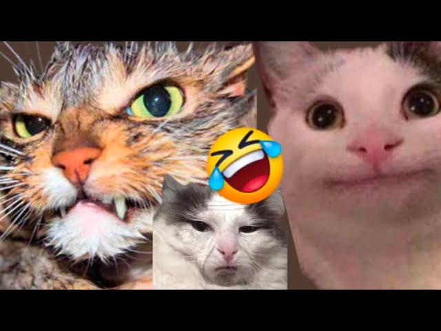 🤣Défi "Essaye De Ne Pas Rire" Extrême Moments drôles de chats🐈🐱