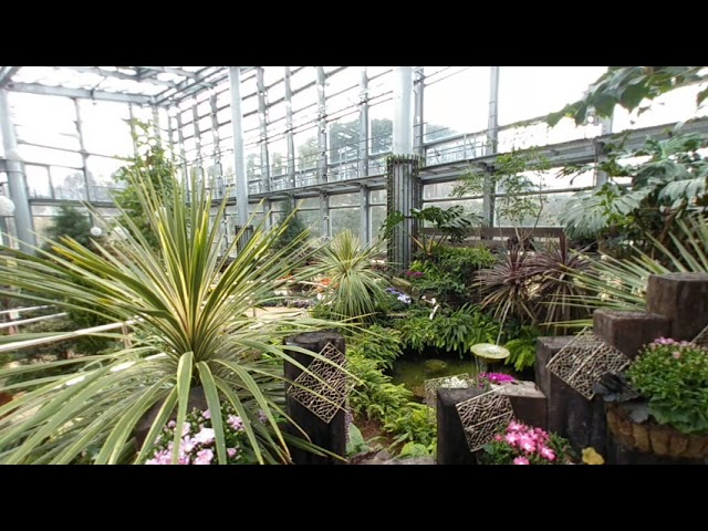 【VR】Large greenhouse in public flower garden HANA-NO-SATO izumo, japan. (Part 1)「しまね花の郷(さと)」の温室です。