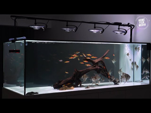 Stunning Underwater World: Explore the Beauty of a Plan Aquarium #644