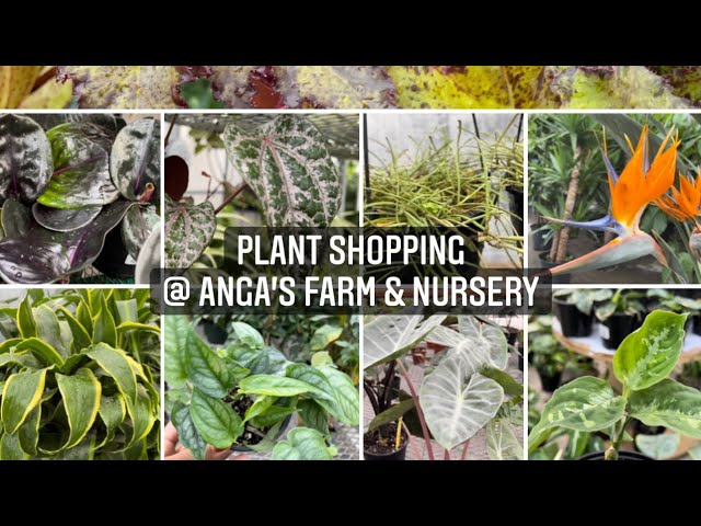 Plant shopping @ Anga's Farm & Nursery ( Hoya, succulents, Aroid and uncommon plants)