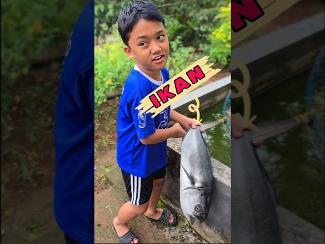 Fais dapat ikan