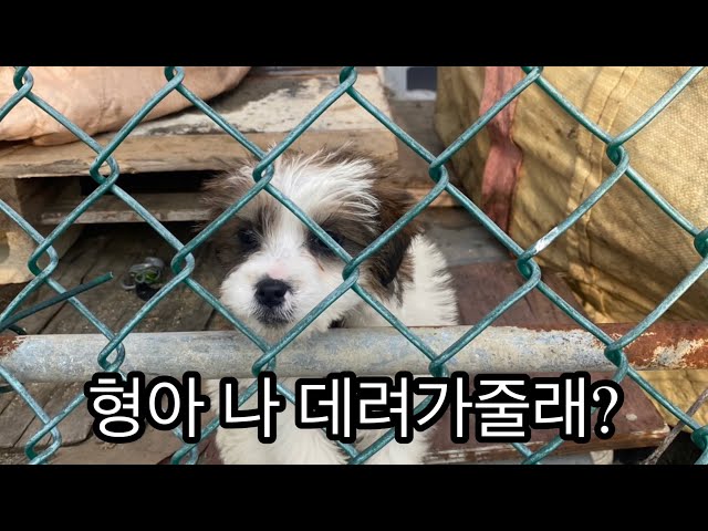 시골 유기견에게 간택당한 브이로그 | 유기견 입양 브이로그