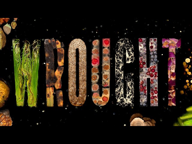 Mesmerizing time-lapses of rotting animals, food and plants | Wrought