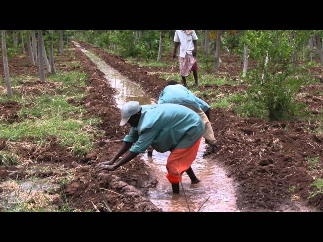 Somalia: Reducing food shortages