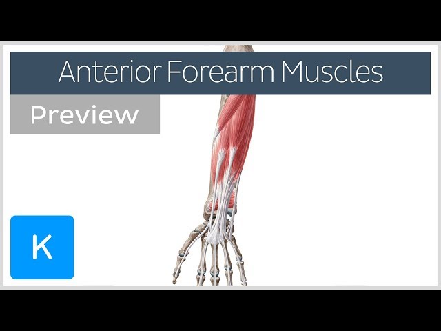 Muscles of the anterior compartment of the forearm (preview) - Human Anatomy | Kenhub