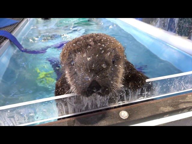 Bottle feeding and a swim for rescued sea otter pup