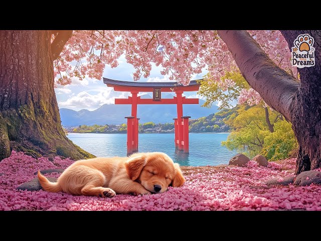 🐾 💖 Soothing Sounds for Dogs | Deep Relaxation & Stress Relief Music 🎶