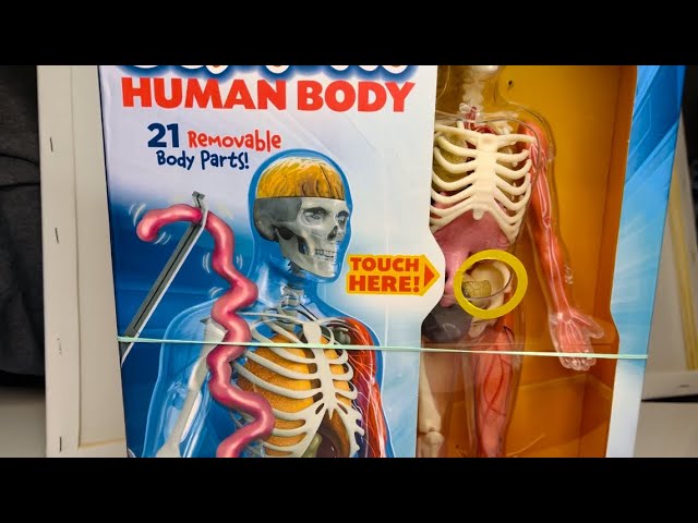 Satisfying unboxing squishy human body anatomy removable body parts Learn your human body #humanbody