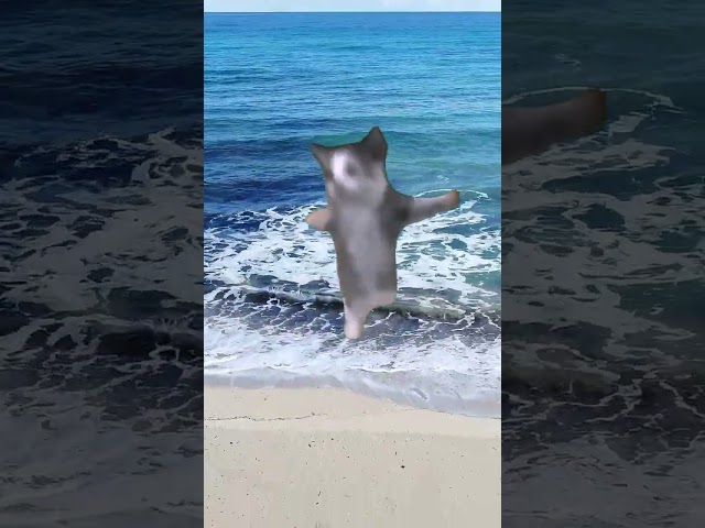 Happy Kitten Dancing to the Beat of the Sea! #catsoftiktok #catmemes #cat #kitten #dance