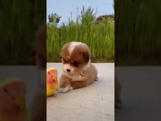 Cute And Funny puppies doing funny things Videos #shorts