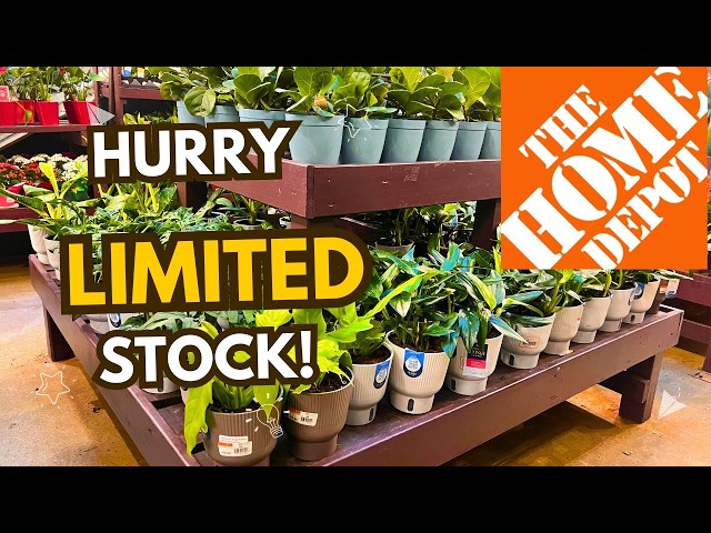 RARE PLANT ALERT Only Two Left in Stock!