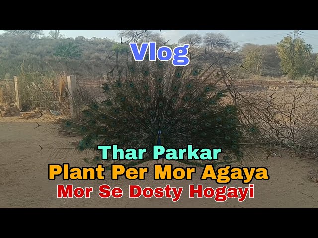 JANGLI MOR DOST BAN GAYA | THAR PARKAR