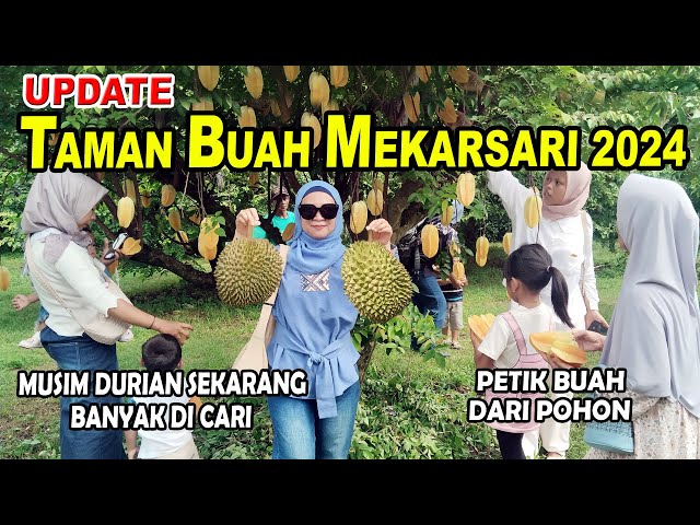 KONDISI TAMAN BUAH MEKARSARI TERKINI TAHUN 2024 | PANEN DURIAN | PILIHAN WISATA LIBURAN BOGOR