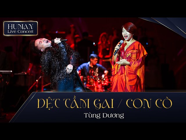 LK DỆT TẦM GAI & CON CÒ - TÙNG DƯƠNG ft HÀ TRẦN | HUMAN LIVE CONCERT