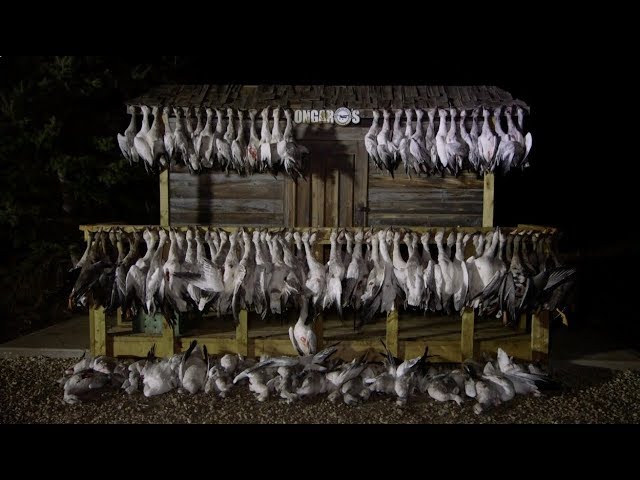 Hired to Hunt Season 4 #11: Hide & Seek!  Goose Hunting and Duck Hunting. Limit Hunts in Alberta.