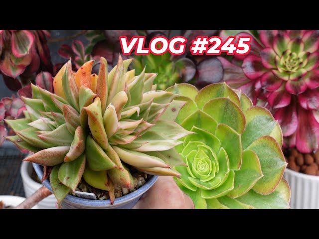 SUCCULENT GROWN Indoors VS Outdoors | VLOG #245 - Growing Succulents with LizK