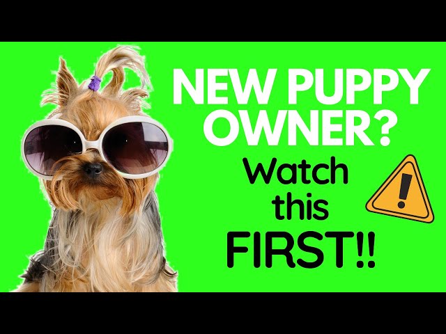 Tips For New Puppy Owners - 9 Mistakes New Puppy Parents Make