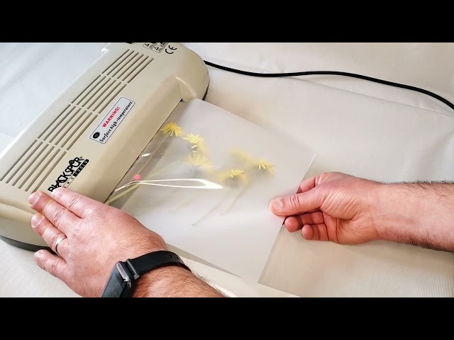 Laminating Dandelion 🌻 Flowers