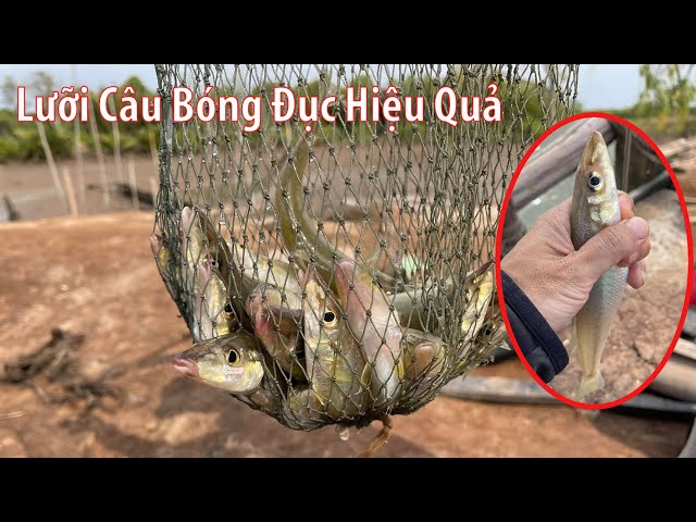 Đụng Bầy Cá Bóng Đục Khủng Cùng Lưỡi BKK CARLISLE / BAKE KUJIRA/FISHING VLOG 75