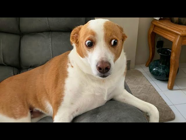 When your dog is a pro comedian 🐶 NEW Funny Dog Videos