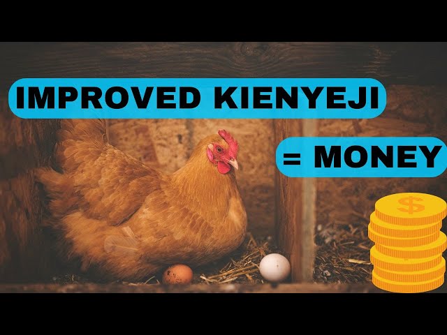 Improved Kienyeji Chicken: How to Raise Profitable Poultry in Kenya | Farming Guide 2024