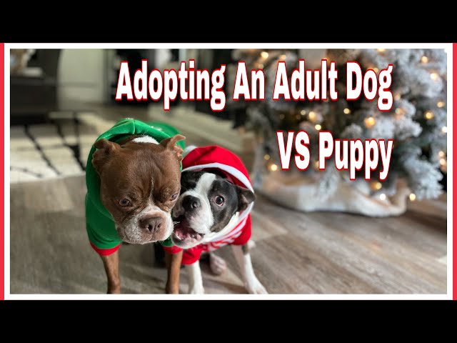 Pupdate Thursday || Adopting An Adult Dog vs Puppy || Boston Terriers