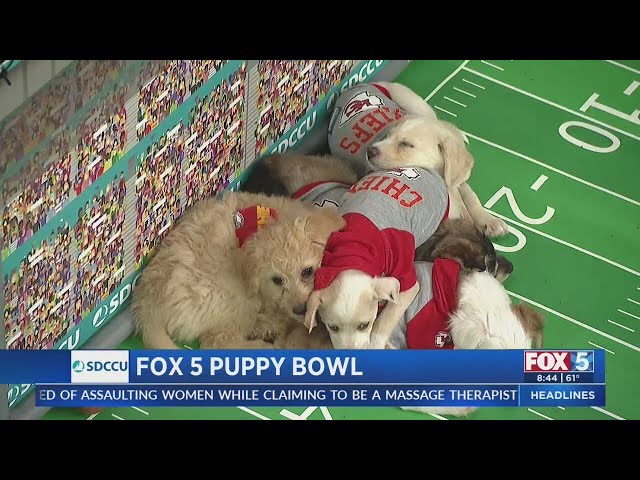 Fox 5 Puppy Bowl 2025