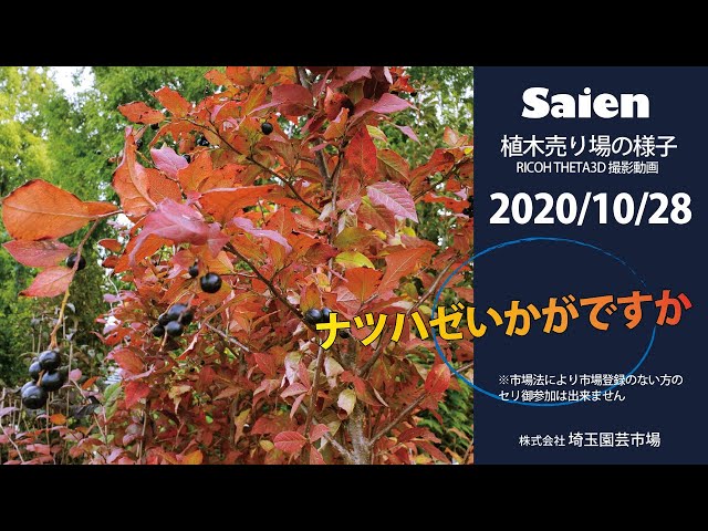 【Saien】植木売り場の様子（2020/10/27 11:00頃）