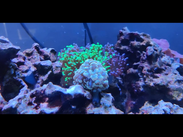 Orange Hammer Coral Frag