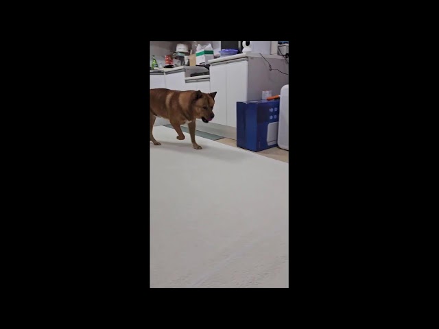 녹화방송 - 강아지랑 놀기 2 Playing with a dog - 따야 - 녹화방송 20250209-1 #반려견 #Puppy #강아지 #Dog #실내 #Indoor