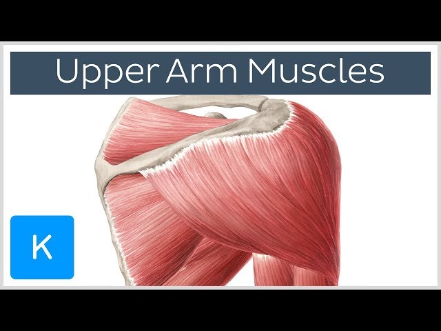 Muscles of the upper arm and shoulder blade - Human Anatomy | Kenhub