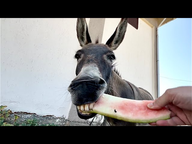 Donkey Slurping Loudly