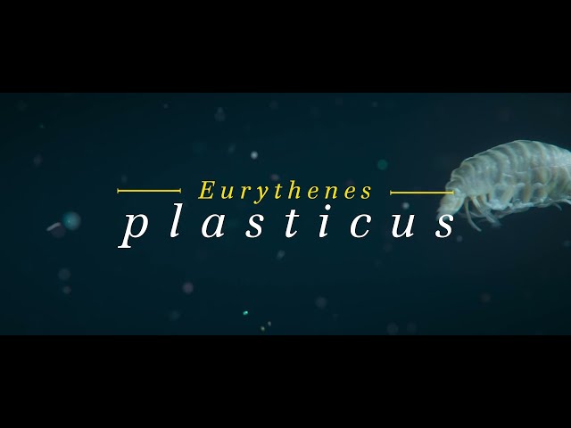 WWF - Eurythenes Plasticus