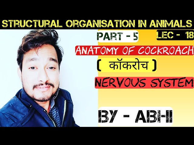 # Nervous system of cockroach, # NEET / AIIMS Nervous system of cockroach by Abhi,  11 CLASS NCERT.