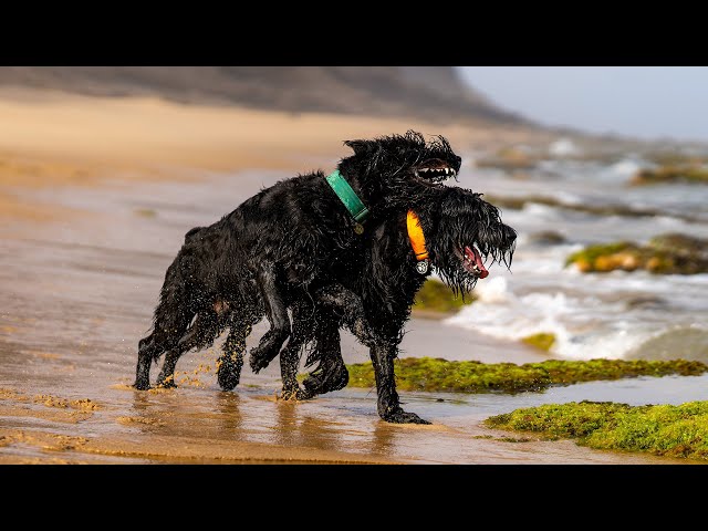 Summer Fun with Giant Schnauzers at the Beach