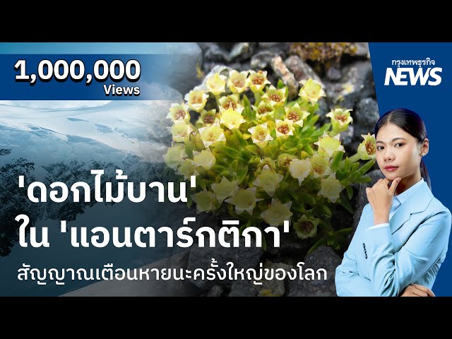 'ดอกไม้บาน' ใน 'แอนตาร์กติกา' สัญญาณเตือนหายนะครั้งใหญ่ของโลก | กรุงเทพธุรกิจNEWS