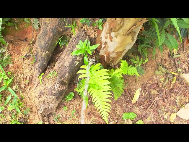 Men peeing outoor| Men peeing to guava tree|Peeing to small plants|Providing nutrition to plants