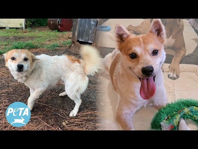 Dog Chained Outside for Years Gets New, Loving Family