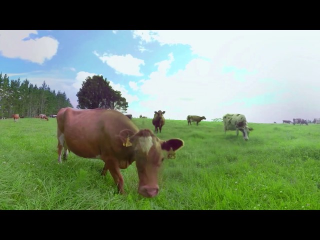 NZMP 360 video - Our Cows