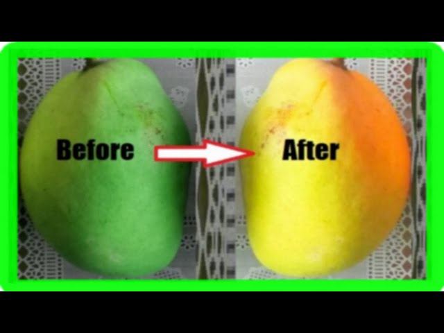 How To Ripen Mangoes Faster At Home: 5 Simple Methods